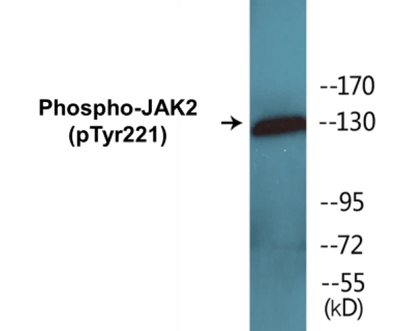 JAK2 (phospho Tyr221) Cell Based ELISA Kit (A102280-296)