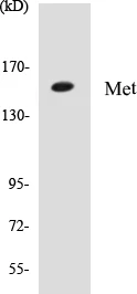 Met Cell Based ELISA Kit (A103309-96)