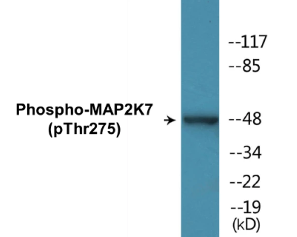 MAP2K7 (phospho Thr275) Cell Based ELISA Kit (A102087-296)