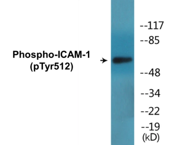 ICAM-1 (phospho Tyr512) Cell Based ELISA Kit (A102710-296)