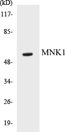 MNK1 Cell Based ELISA Kit (A103512-96)