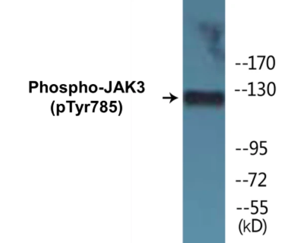 JAK3 (phospho Tyr785) Cell Based ELISA Kit (A102317-296)