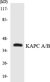 KAPCA + B Cell Based ELISA Kit (A102945-96)