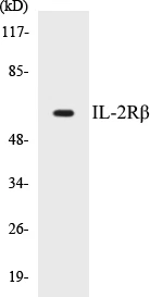 IL-2R beta Cell Based ELISA Kit (A102891-96)