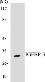 IGFBP-3 Cell Based ELISA Kit (A103402-96)