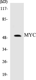 MYC Cell Based ELISA Kit (A103305-96)