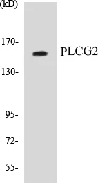 PLCG2 Cell Based ELISA Kit (A103110-96)