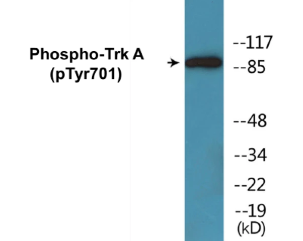 TrkA (phospho Tyr701) Cell Based ELISA Kit (A102346-296)