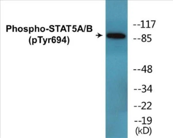 STAT5A + B (phospho Tyr694) Cell Based ELISA Kit (A102522-296)