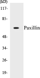 Paxillin Cell Based ELISA Kit (A102962-96)