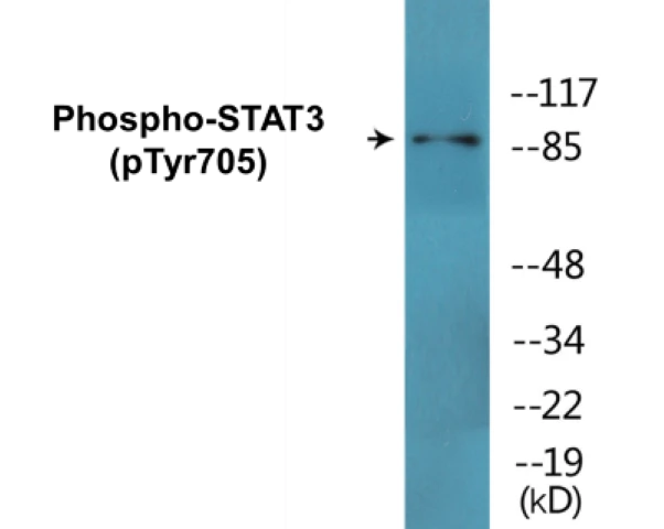 STAT3 (phospho Tyr705) Cell Based ELISA Kit (A102125-296)