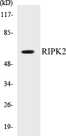 RIPK2 Cell Based ELISA Kit (A103429-96)