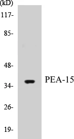 PEA-15 Cell Based ELISA Kit (A103012-96)