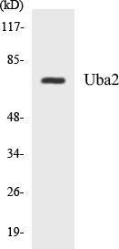 Uba2 Cell Based ELISA Kit (A103729-96)