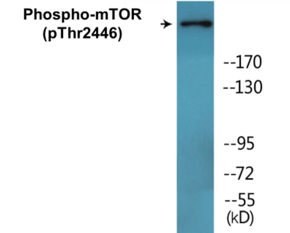 mTOR (phospho Thr2446) Cell Based ELISA Kit (A103799-296)