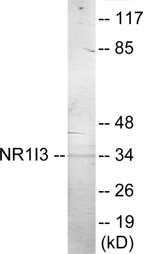 NR1I3 Cell Based ELISA Kit (A103697-96)