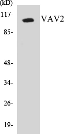 VAV2 Cell Based ELISA Kit (A103532-96)