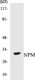 NPM Cell Based ELISA Kit (A103336-96)