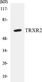 TRXR2 Cell Based ELISA Kit (A103074-96)