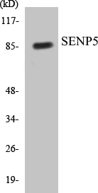 SENP5 Cell Based ELISA Kit (A103453-96)