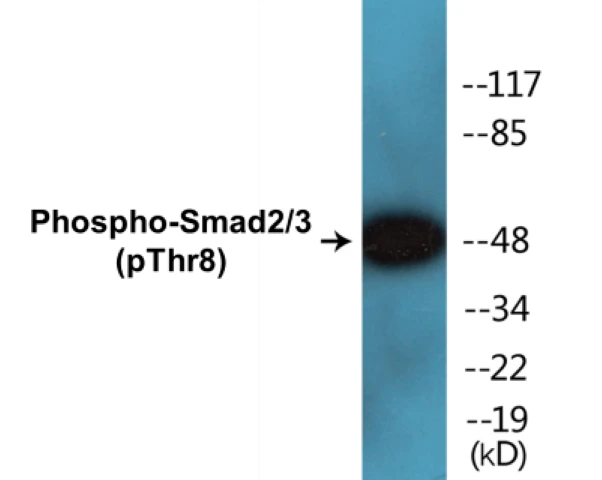 Smad2 + 3 (phospho Thr8) Cell Based ELISA Kit (A102050-296)