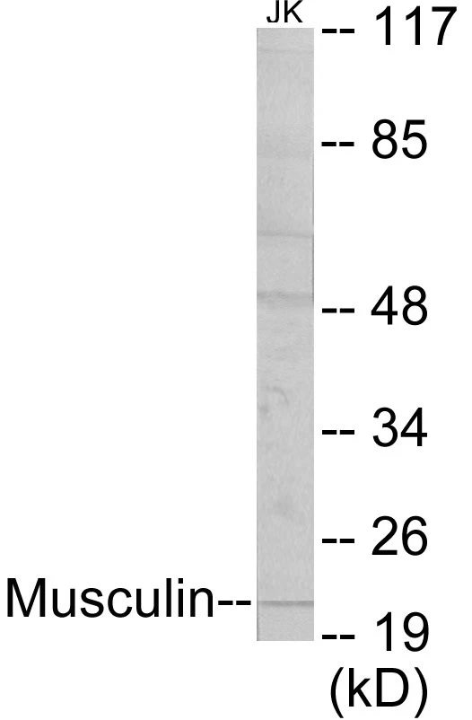 Musculin Cell Based ELISA Kit (A103397-96)