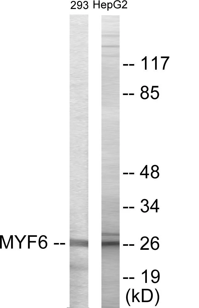 MYF6 Cell Based ELISA Kit (A103277-96)