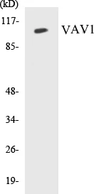 VAV1 Cell Based ELISA Kit (A103265-96)