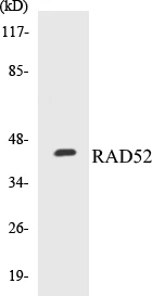 RAD52 Cell Based ELISA Kit (A103450-96)