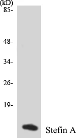 Stefin A Cell Based ELISA Kit (A103637-96)