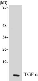 TGF alpha Cell Based ELISA Kit (A102921-96)