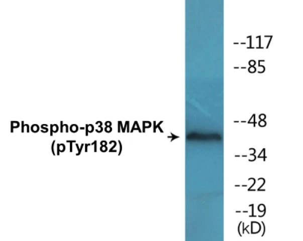 p38 MAPK (phospho Tyr182) Cell Based ELISA Kit (A102588-296)