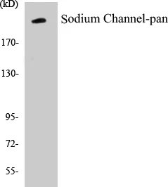 Sodium Channel-pan Cell Based ELISA Kit (A102813-96)