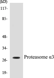 Proteasome alpha 3 Cell Based ELISA Kit (A102812-96)