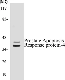 Prostate Apoptosis Response protein 4 Cell Based ELISA Kit (A102793-96)