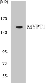 MYPT1 Cell Based ELISA Kit (A103106-96)