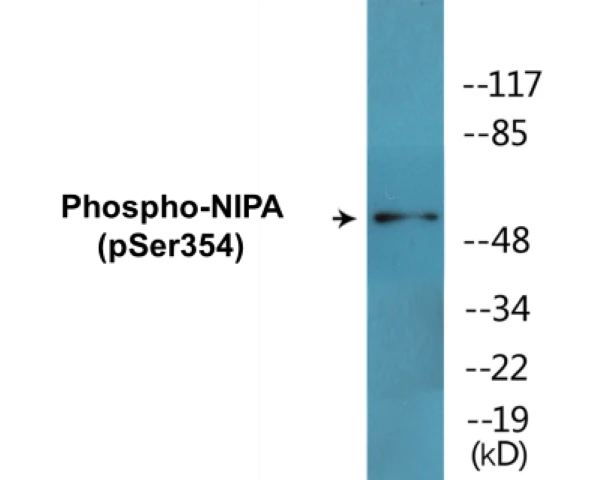 NIPA (phospho Ser354) Cell Based ELISA Kit (A102320-296)