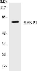 SENP1 Cell Based ELISA Kit (A103452-96)