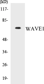 WAVE1 Cell Based ELISA Kit (A103125-96)