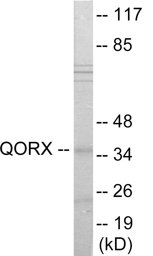 QORX Cell Based ELISA Kit (A103740-96)