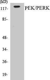 PERK Cell Based ELISA Kit (A103201-96)