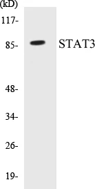 STAT3 Cell Based ELISA Kit (A103119-96)