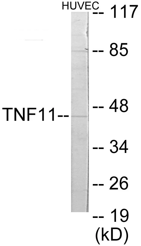 TNFSF11 Cell Based ELISA Kit (A103399-96)