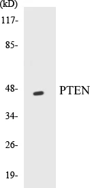 PTEN Cell Based ELISA Kit (A103257-96)