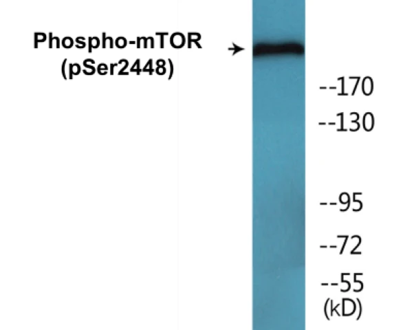 mTOR (phospho Ser2448) Cell Based ELISA Kit (A103798-296)