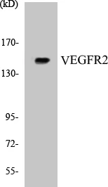 VEGFR2 Cell Based ELISA Kit (A102978-96)