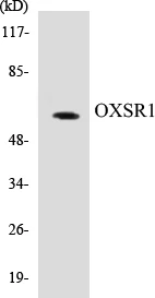 OXSR1 Cell Based ELISA Kit (A103443-96)