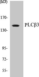 PLC beta 3 Cell Based ELISA Kit (A102897-96)