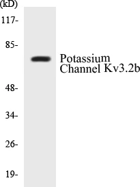 Potassium Channel Kv3.2b Cell Based ELISA Kit (A102795-96)