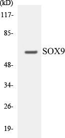 SOX9 Cell Based ELISA Kit (A103493-96)